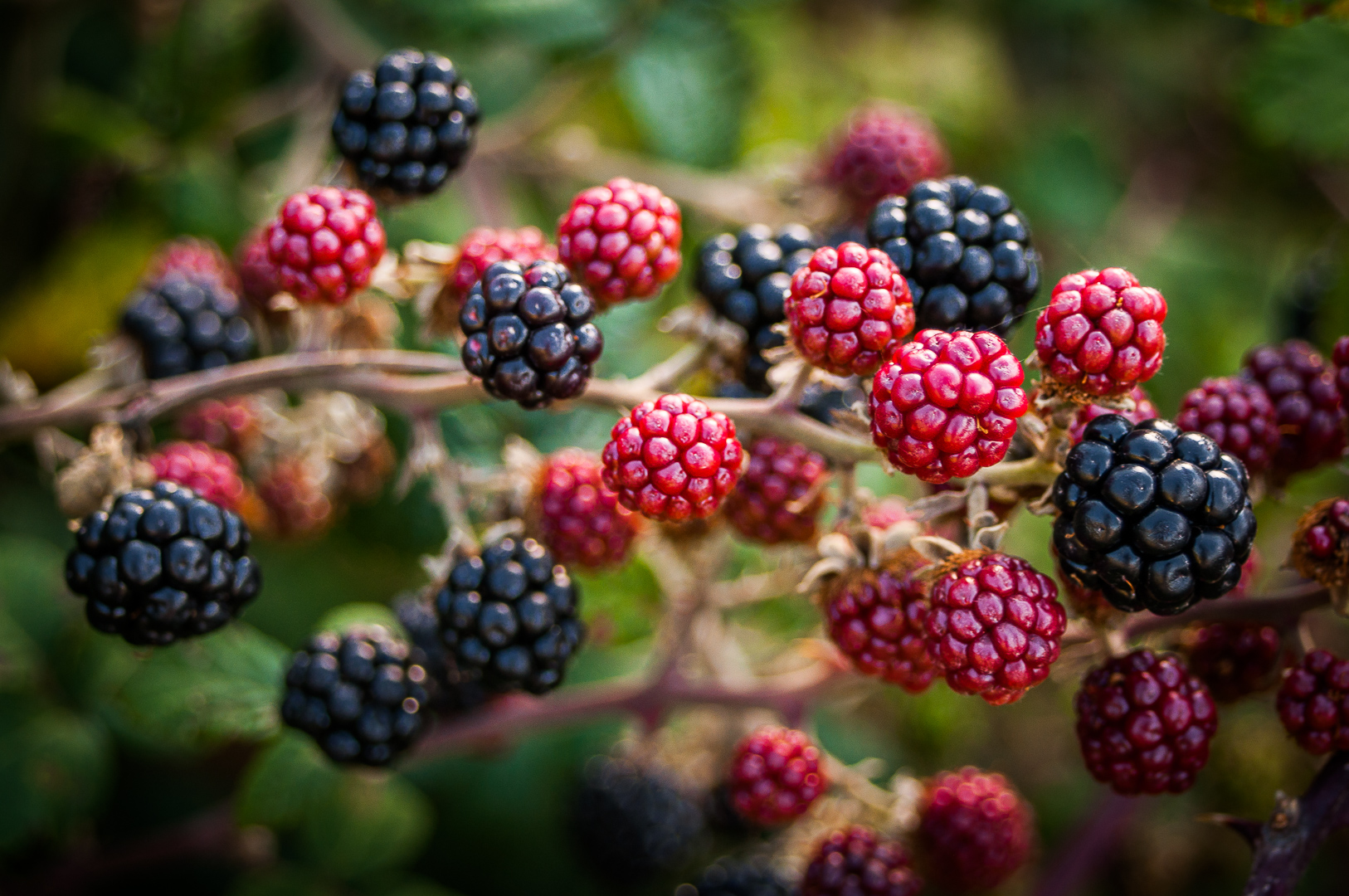 Delicious blackberries! a gift from Mother Nature! | priscillahernandez.com